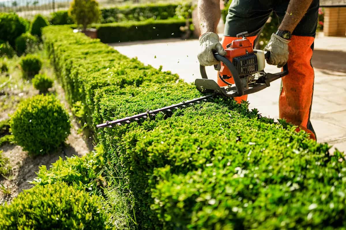Professional hedge trimming Melbourne service shaping green hedges