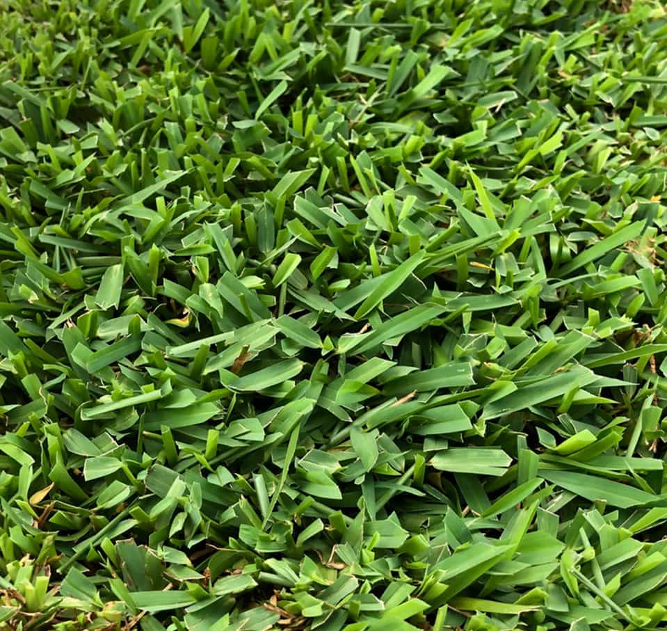 Instant lawn Melbourne