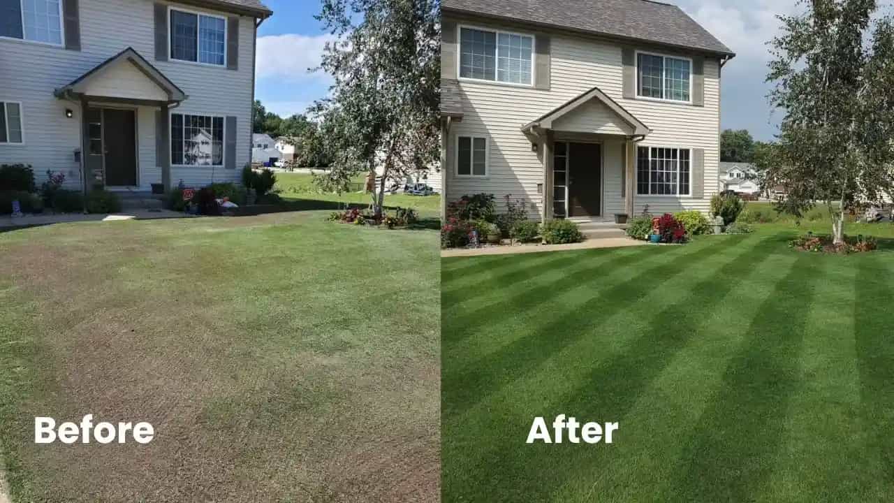 Lawn overseeding Melbourne thick grass result