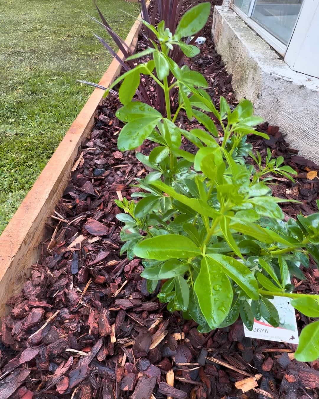 Newly planted garden bed in Hillside with timber edging, fresh mulch and green shrubs beside the lawn