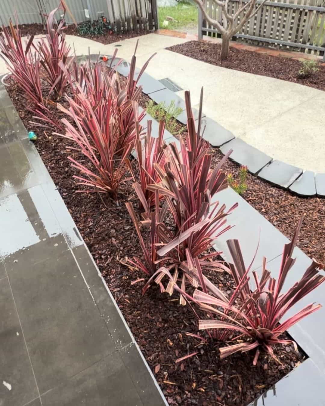 Mulched garden bed in Templestowe Lower with red-leaf plants, black stepping stones and surrounding paved areas