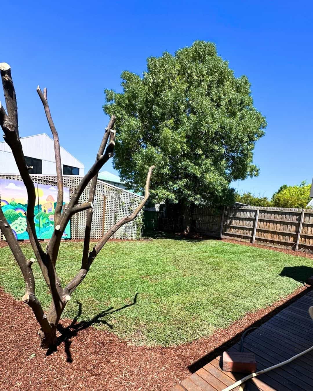 Completed Northcote backyard with fresh lawn and mulch around established trees and garden borders