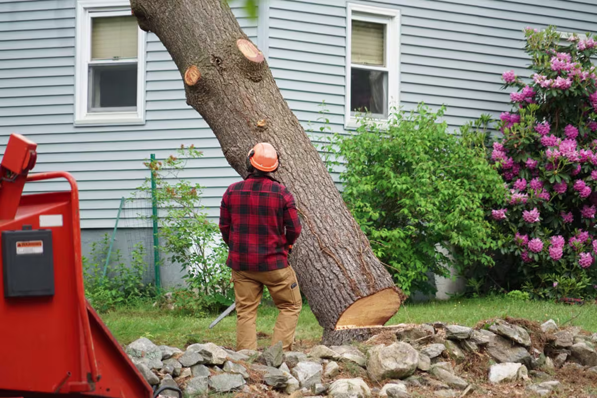 Tree Removal Cost Melbourne | 2026 Price Guide
