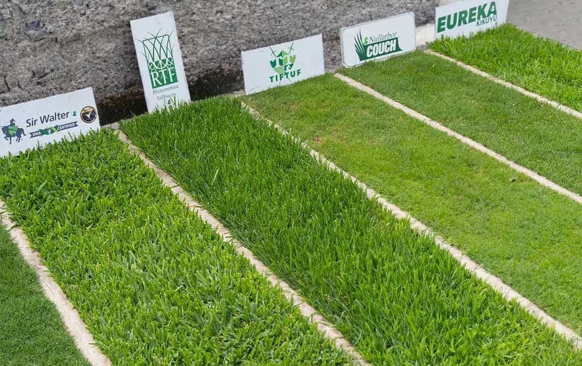 Turf installation Melbourne natural grass lawn