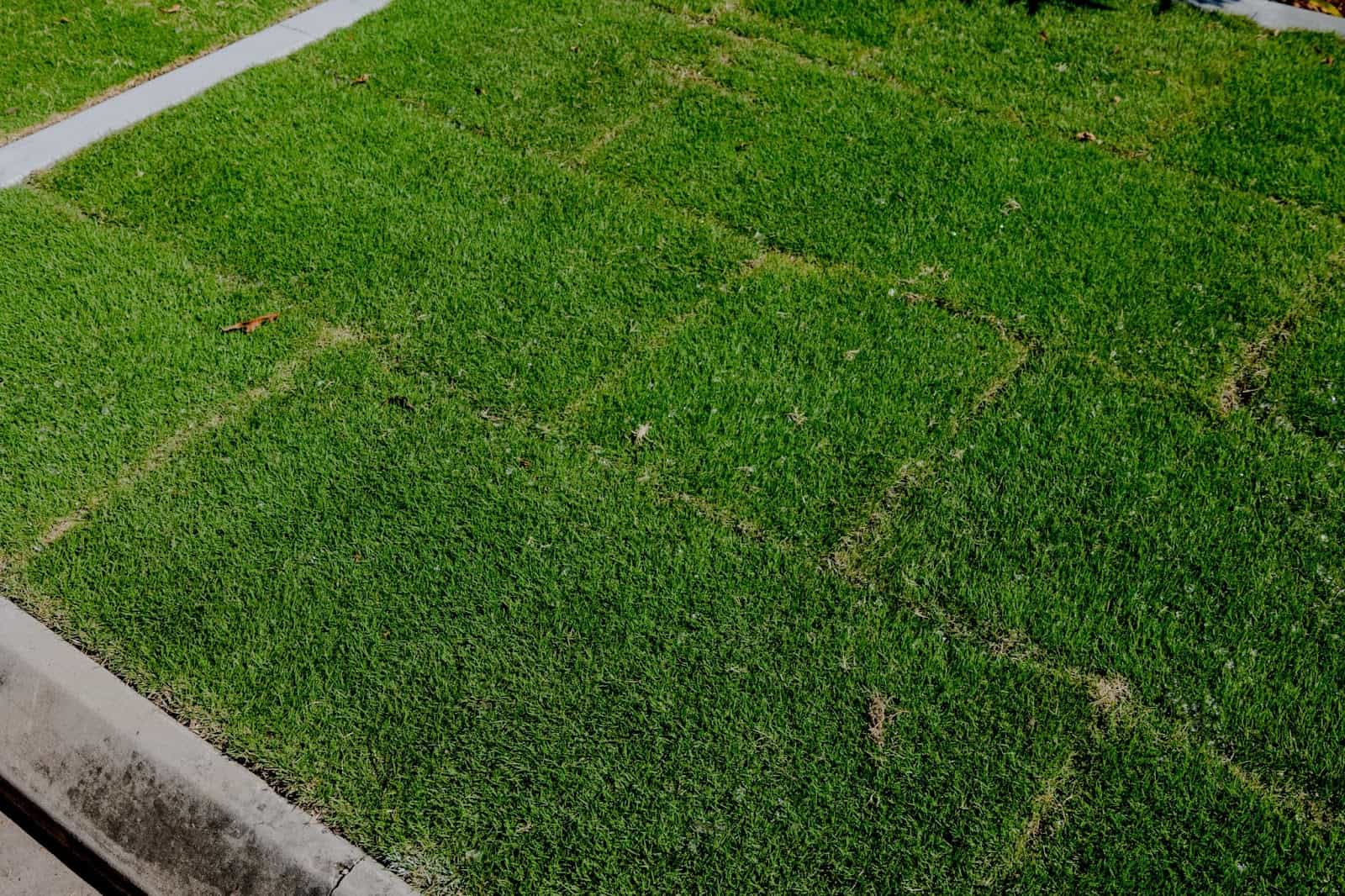 Turf installation South Yarra natural grass lawn