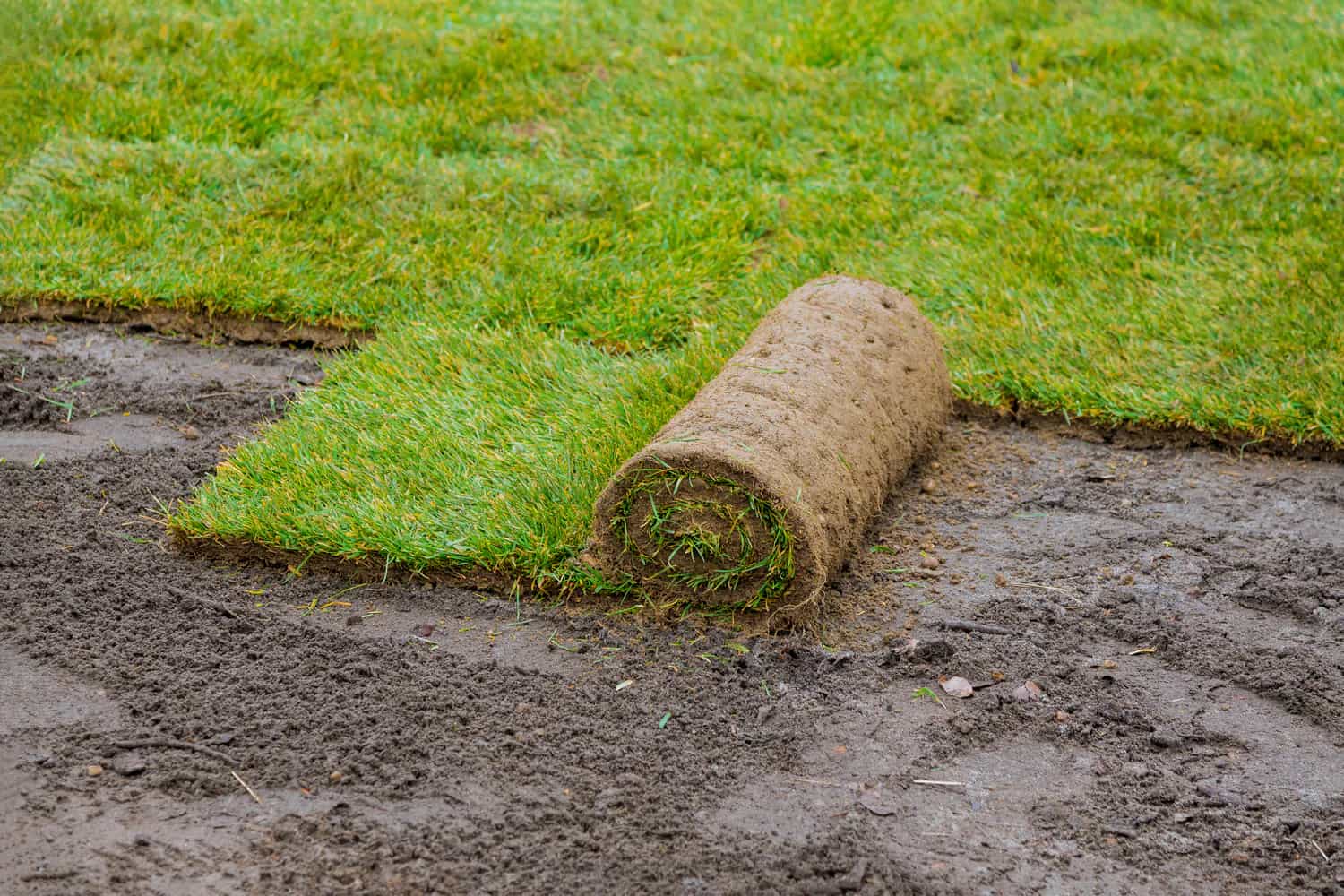 Turf installation Toorak natural grass lawn