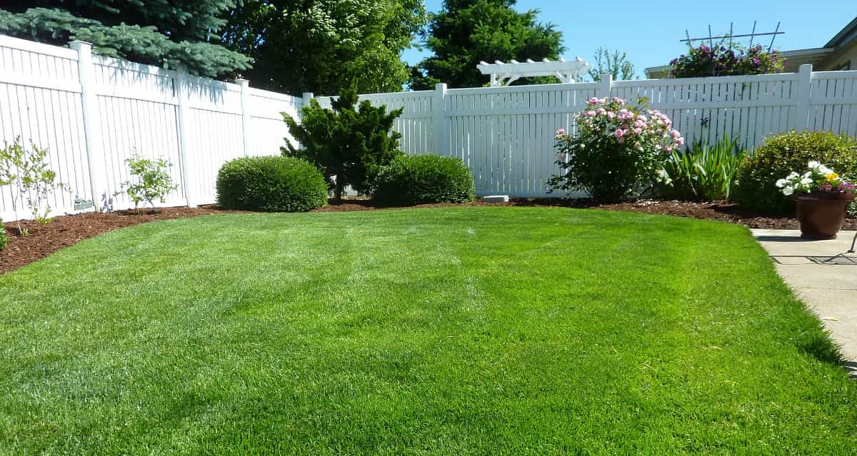 Small backyard lawn after budget mowing