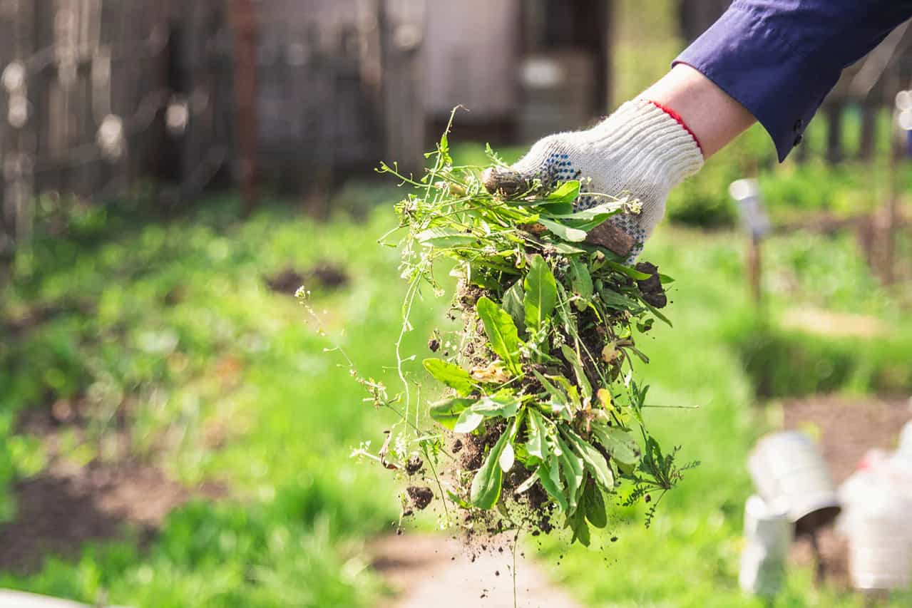 Weed removal northern suburbs Melbourne garden