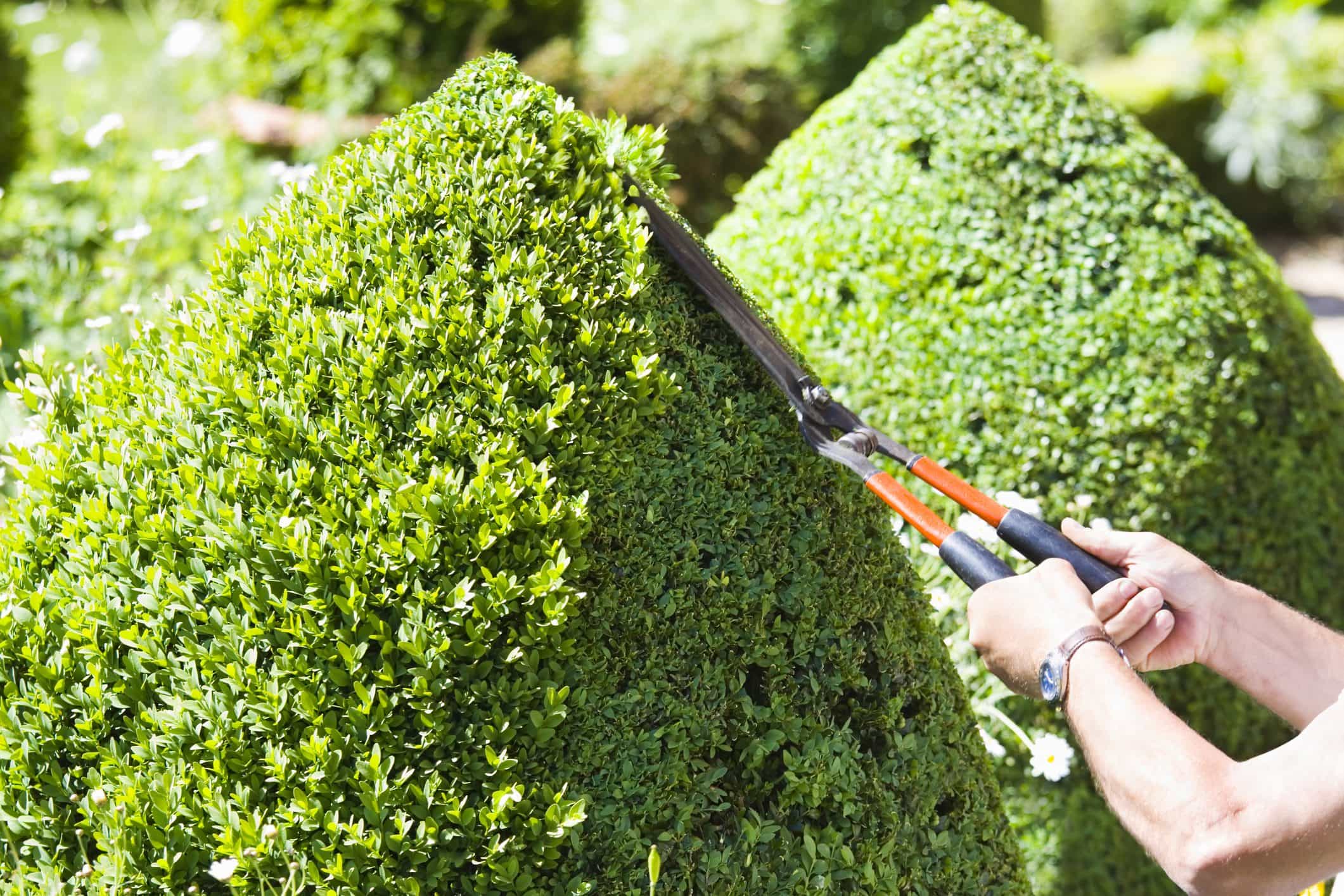 Hedge trimming Melbourne garden