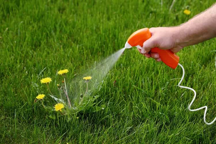 Lawn weed control Melbourne treatment