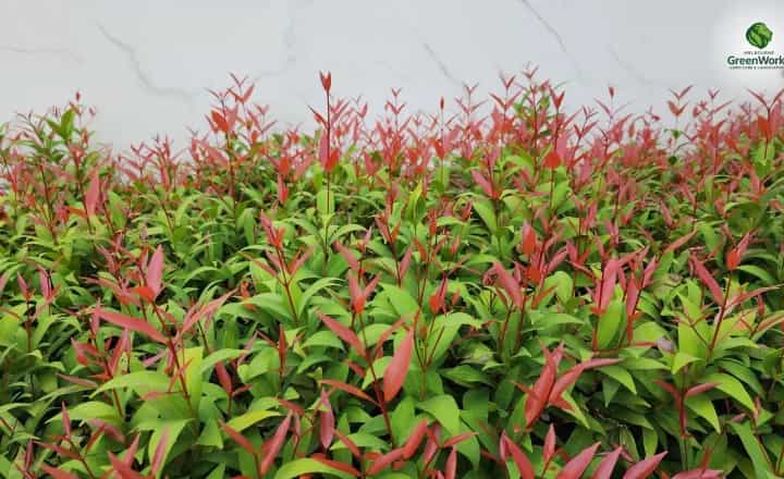 5 Low Maintenance Hedge Plants Every Australian Yard Needs