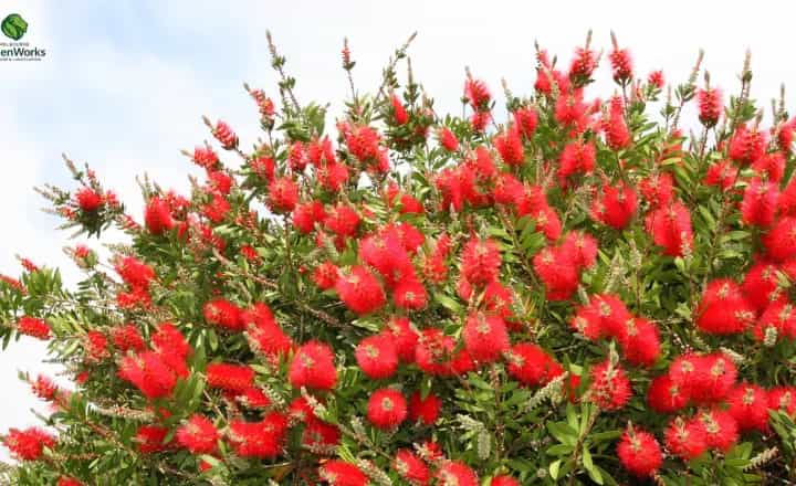 Bottle Brush Shrub Pruning Made Easy: Trim with Confidence