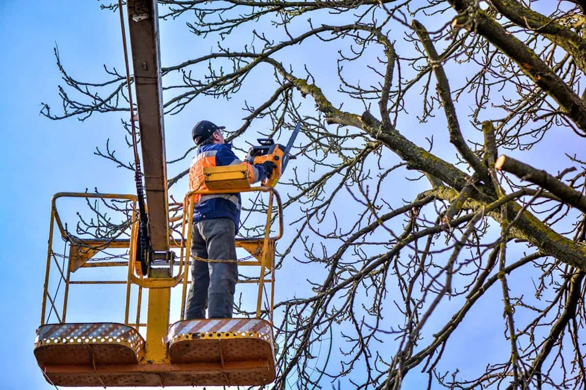 Crown reduction pruning northern suburbs Melbourne