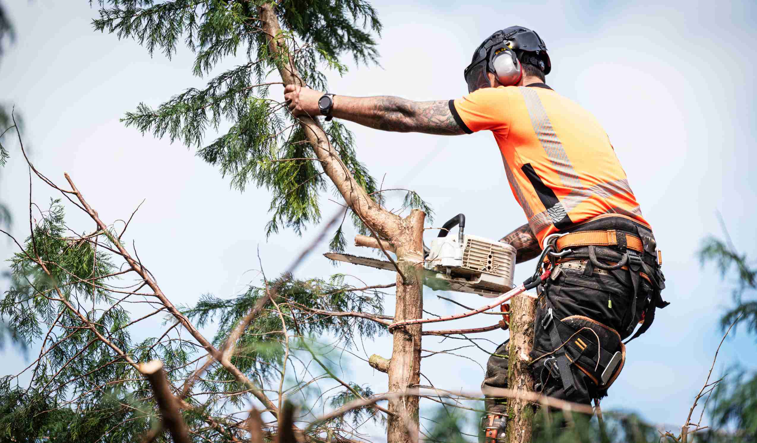 Tree removal work northern suburbs Melbourne