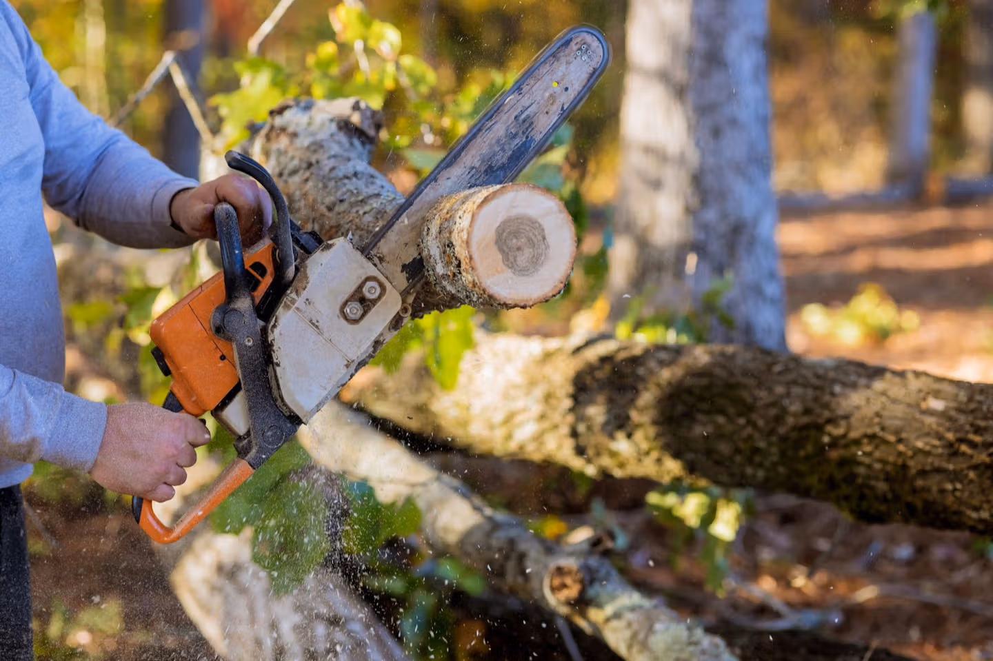 Tree removal northern suburbs Melbourne